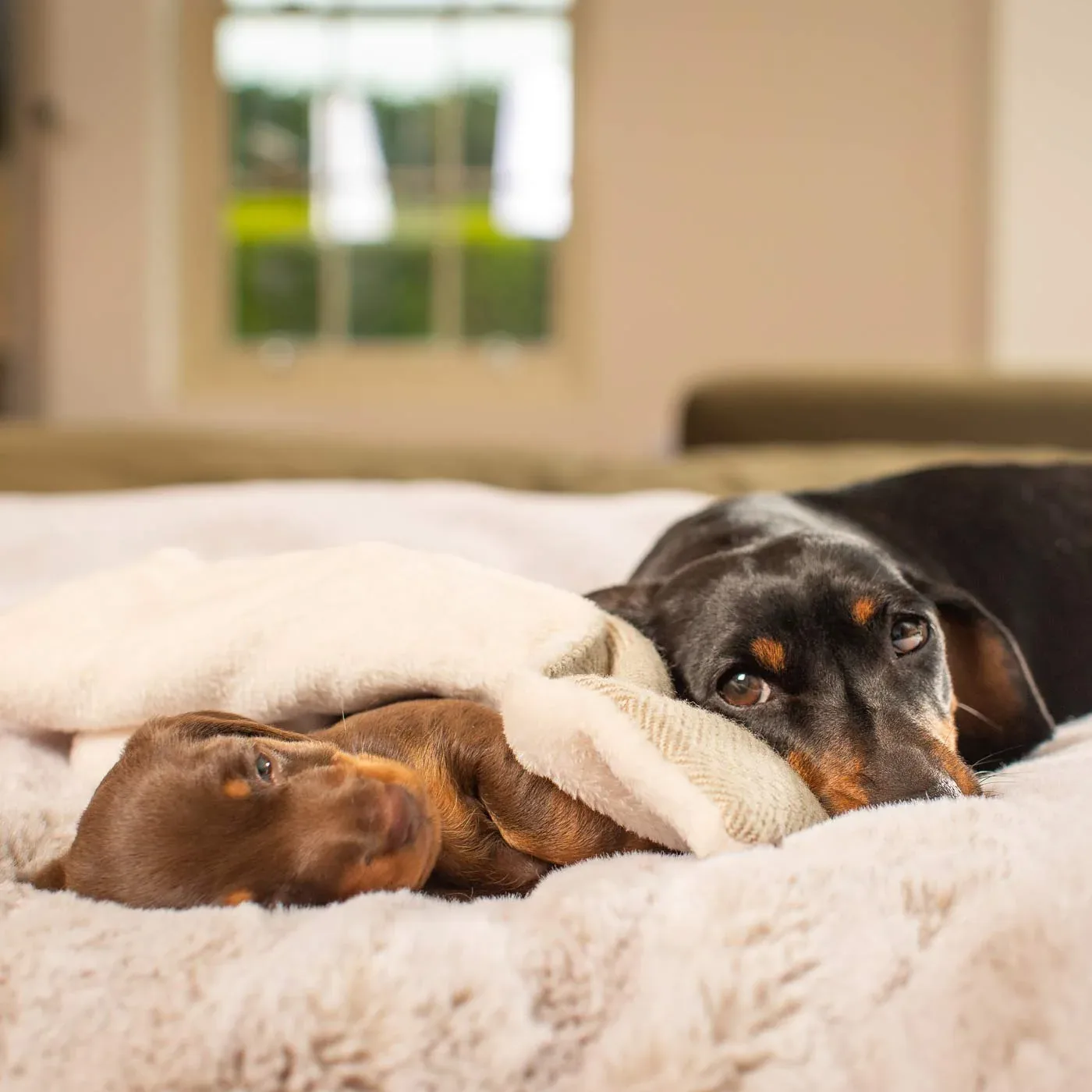 Puppy Scent Blanket in Herringbone Tweed by Lords & Labradors - Image 2