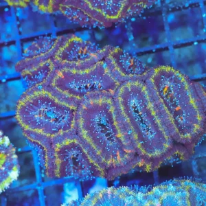 Purple Acan Colony WYSIWYG - SAQ Coral Farm