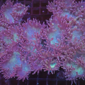 Purple Elegance Colony WYSIWYG - SAQ Coral Farm