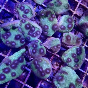 Purple Mummy Eye Chalice Coral - SAQ Coral Farm