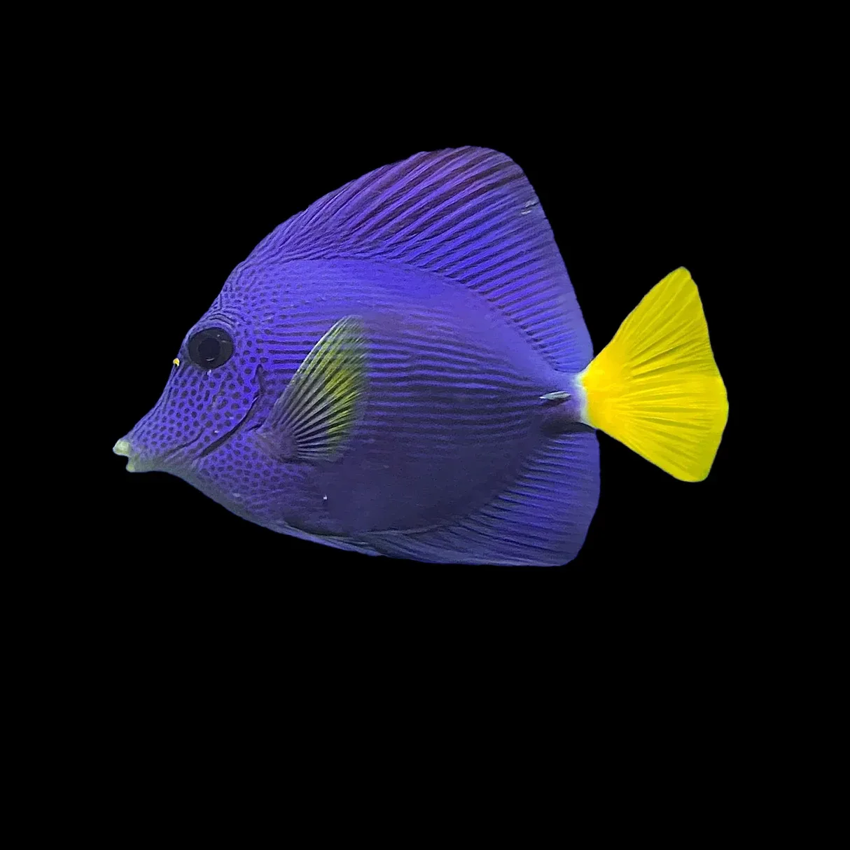 Purple Tang (Zebrasoma xanthurum) - SAQ Chicago Fish