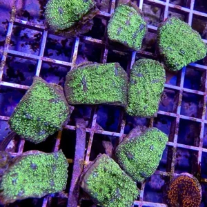 Radioactive Crocodile Chalice Coral - SAQ Coral Farm