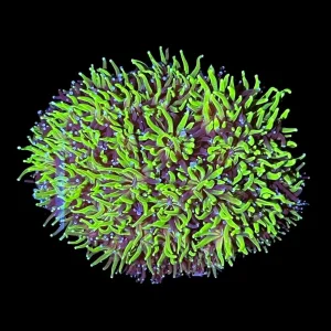Radioactive Galaxea Coral - SAQ Coral Farm