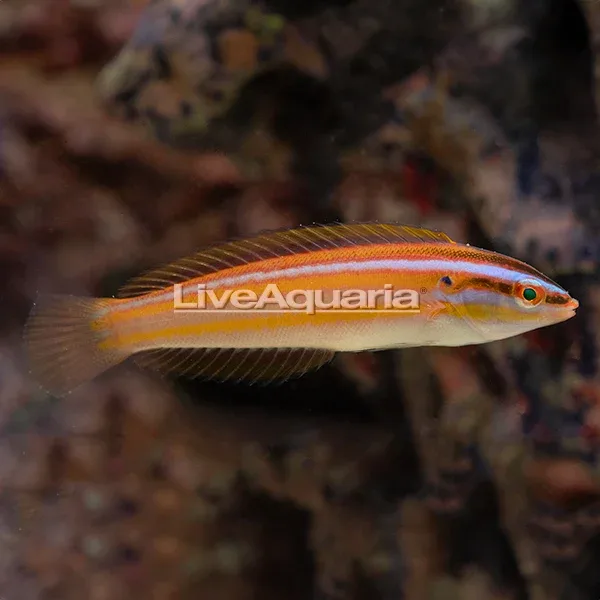 Rainbow Wrasse - Image 2