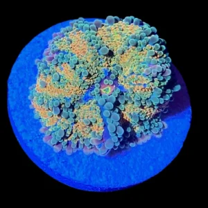 Rainbow Yuma Mushroom Coral - SAQ Coral Farm