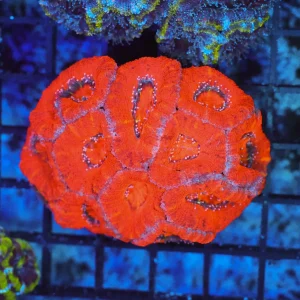 Red Acan Colony WYSIWYG - SAQ Coral Farm
