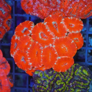 Red Acan Colony WYSIWYG - SAQ Coral Farm