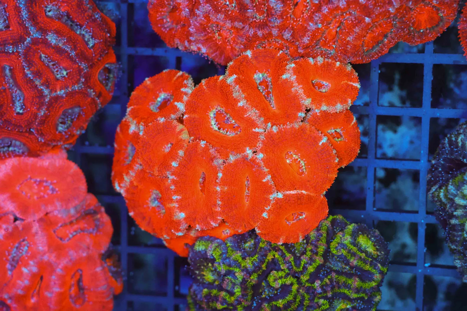 Red Acan Colony WYSIWYG - SAQ Coral Farm