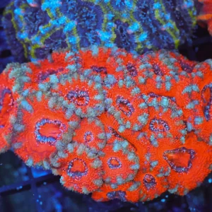 Red Acan Colony WYSIWYG - SAQ Coral Farm
