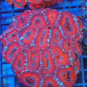 Red Acan Colony WYSIWYG - SAQ Coral Farm