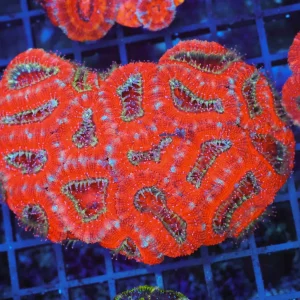 Red Acan Colony WYSIWYG - SAQ Coral Farm