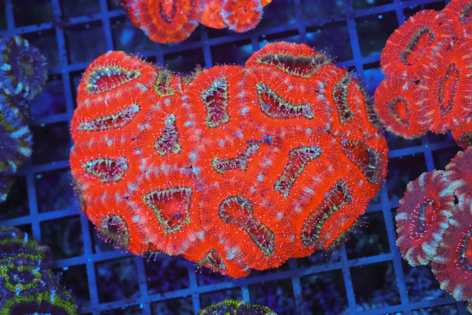 Red Acan Colony WYSIWYG - SAQ Coral Farm