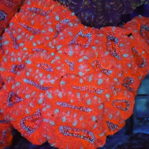 Red Acan Colony WYSIWYG - SAQ Coral Farm