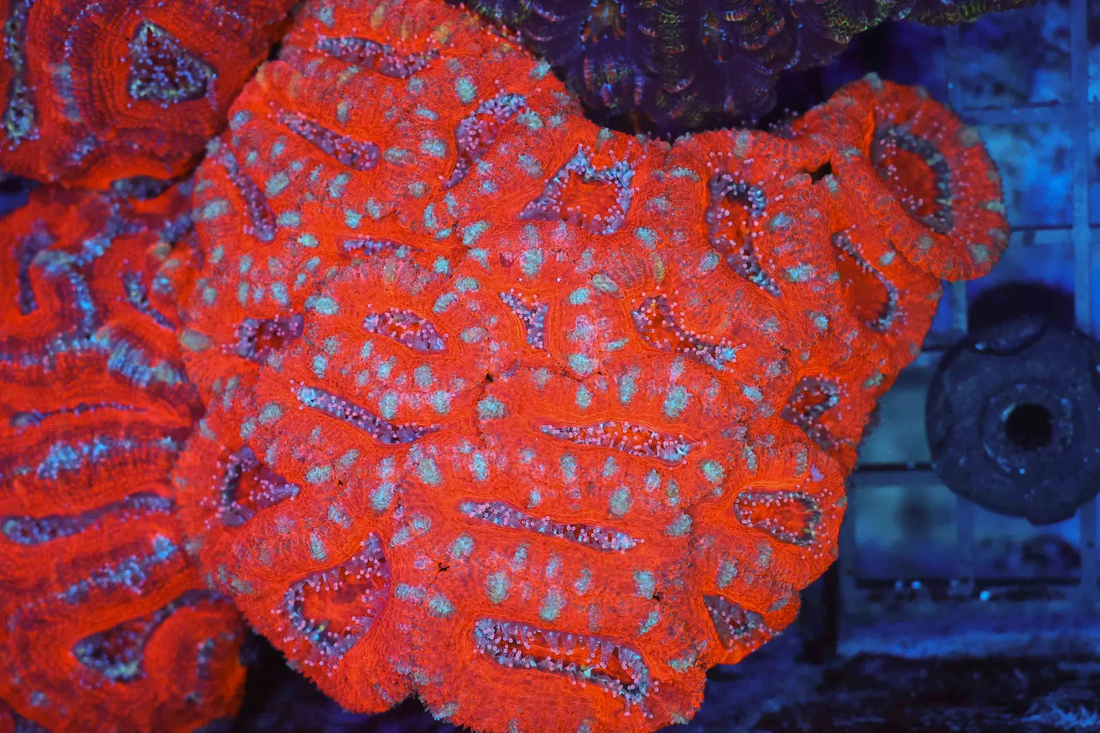 Red Acan Colony WYSIWYG - SAQ Coral Farm