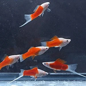 Red and White Swordtail