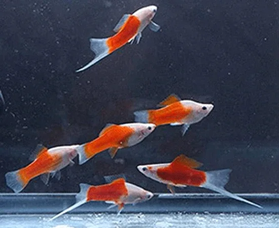 Red and White Swordtail