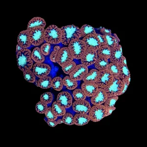 Red Blastomussa (3/4" - 1") 1-2 Polyps - SAQ Coral Farm