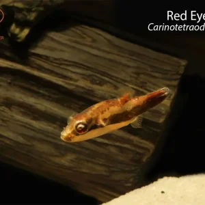 Red Eye Puffer