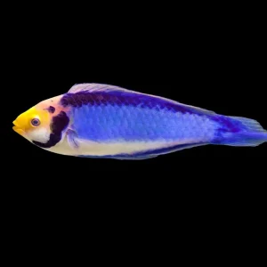 Red Head Solon Fairy Wrasse (Cirrhilabrus solorensis) - SAQ Chicago Fish