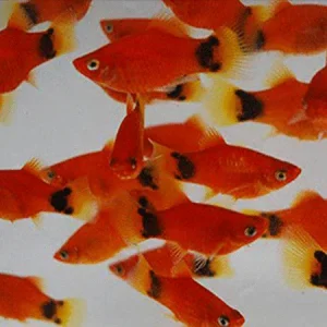 Red Mickey Mouse Platy