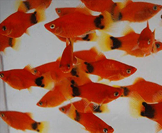 Red Mickey Mouse Platy