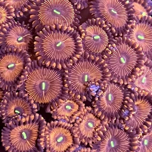 Red People Eater Zoanthids - SAQ Coral Farm