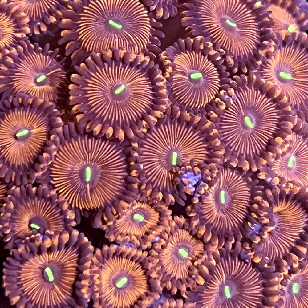 Red People Eater Zoanthids - SAQ Coral Farm