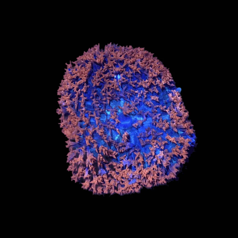 Red Saint Thomas Mushroom Coral - SAQ Coral Farm