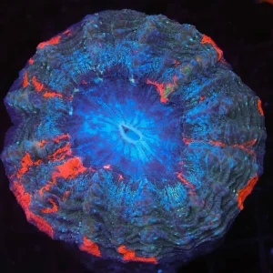 Red Splatter Acanthophyllia WYSIWYG - SAQ Coral Farm