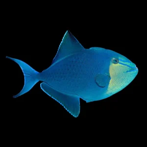 Red-Tooth Triggerfish (Odonus niger) - SAQ Chicago Fish