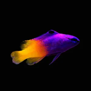 Royal Gramma (Gramma Loreto) - SAQ Chicago Fish