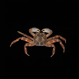 Sally Lightfoot Crab (Percnon gibbesi) - Cleanup Crew