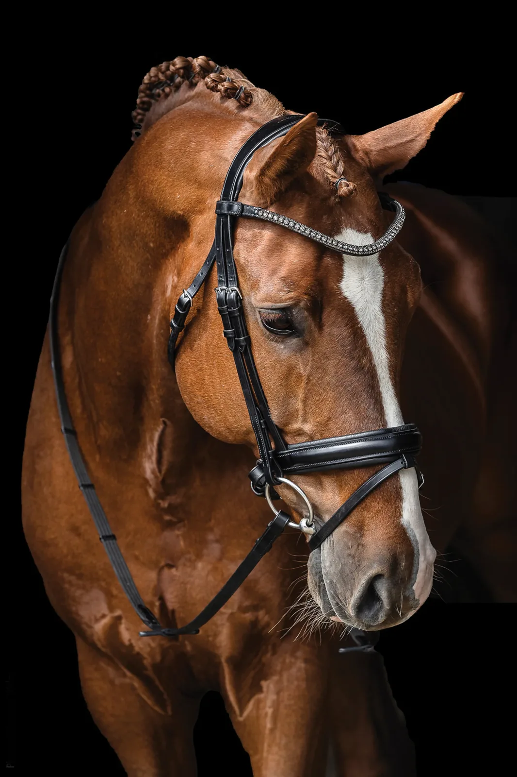 Schockemöhle Malaga Bridle