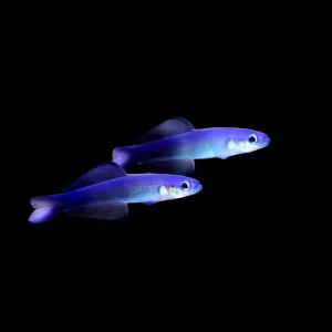 Scissortail Goby (Ptereleotris evides) - SAQ Chicago Fish