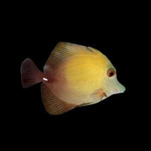 Scopas Tang (Zebrasoma scopas) - SAQ Chicago Fish