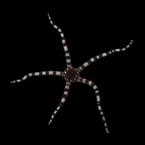 Serpent Starfish (Ophioderma spp.) - Cleanup Crew