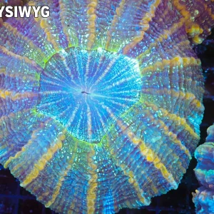 Sherbet Acanthophyllia WYSIWYG - SAQ Coral Farm