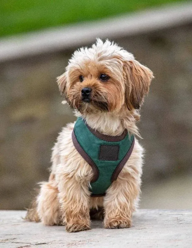 Shires Digby Fox Quilted Harness - Image 2