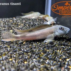 Slender Buffalo Head Cichlid