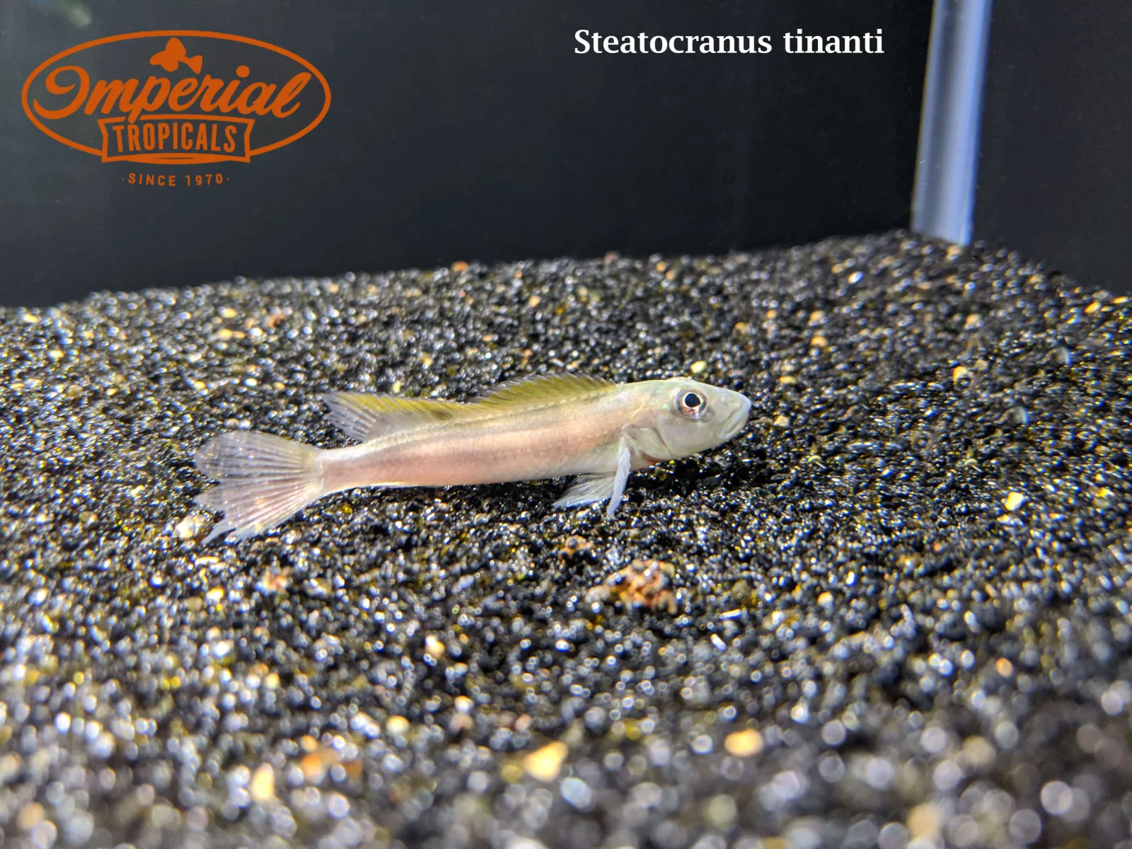 Slender Buffalo Head Cichlid - Image 2