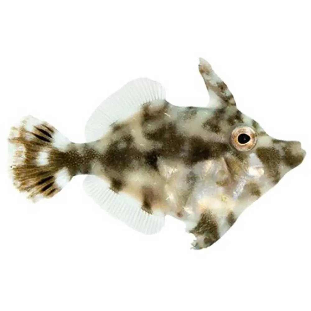 Small Captive-Bred Aiptasia Eating Filefish (Acreichthys tomentosus) - ORA