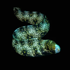 Snowflake Moray Eel (Echidna Nebulosa) - SAQ Chicago Fish