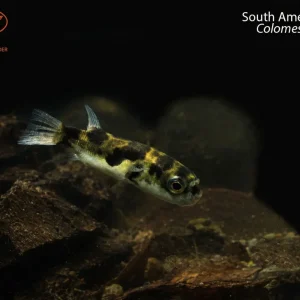 South American Puffer