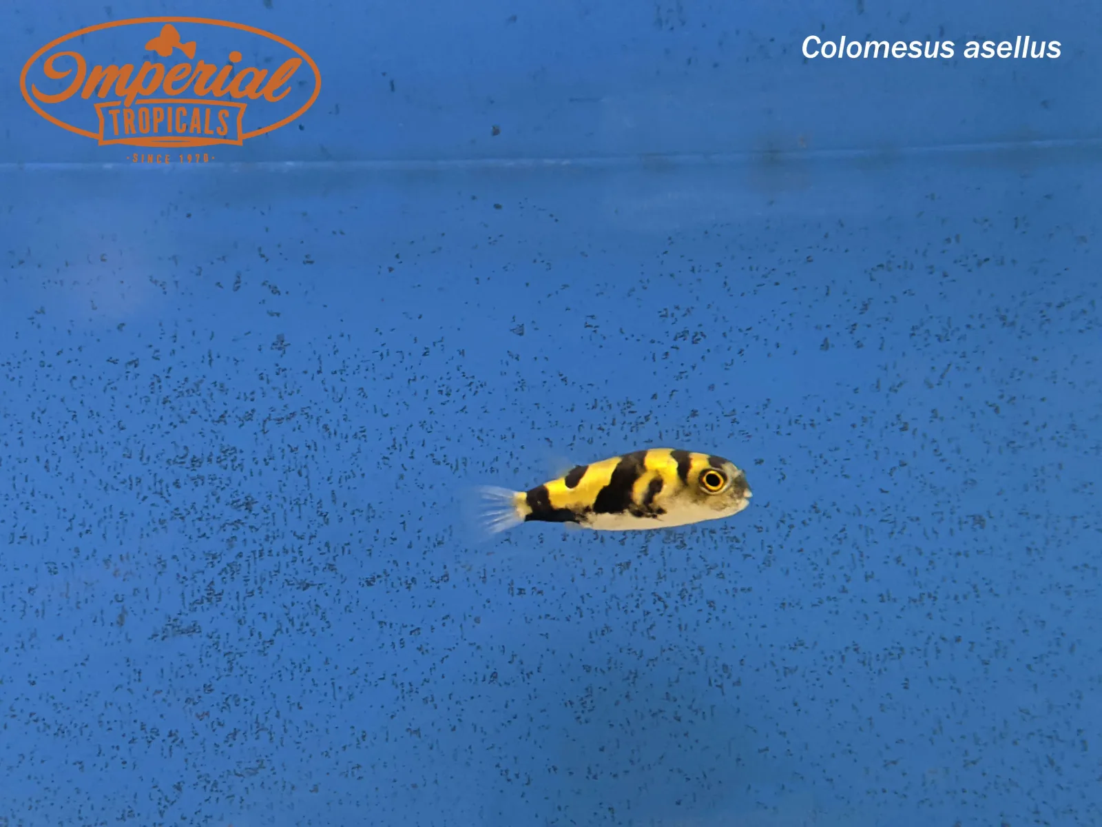South American Puffer - Image 2