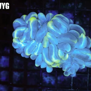 Splatter Bubble Coral Colony WYSIWYG - SAQ Coral Farm