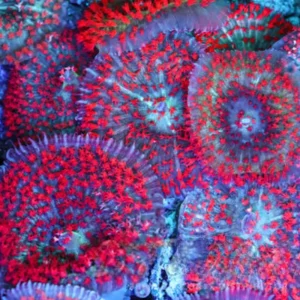 St. Thomas Mushroom - SAQ Coral Farm