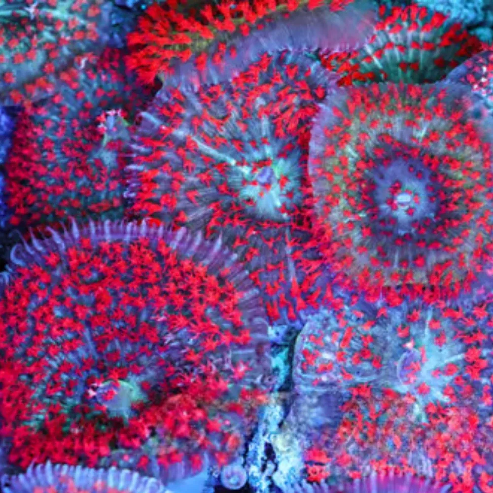 St. Thomas Mushroom - SAQ Coral Farm