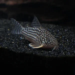 Sterba's Hoplisoma