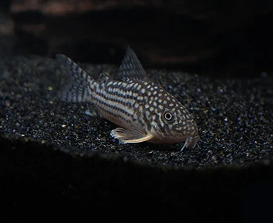 Sterba's Hoplisoma