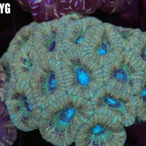 Subzero Asian Acan Colony WYSIWYG - SAQ Coral Farm